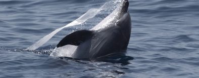 bottlenosedolphin-plastic-ecomarinemalta